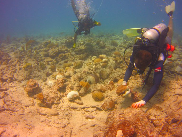 Divers attaching corals to the sea floor.